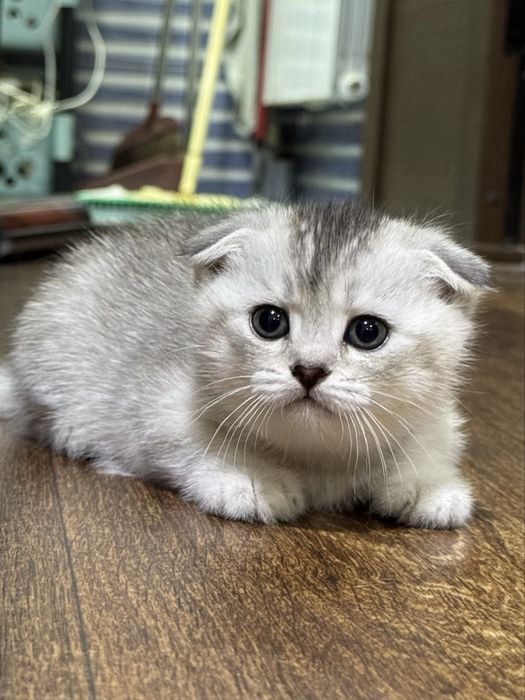 Продается котенок серебристая шиншилла скотиш фолд scottish fold