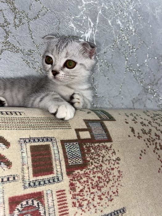 Фолд тұқымды  мысық сатылат