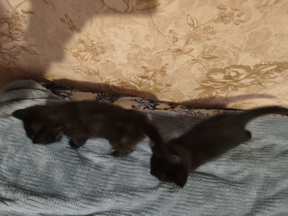 Отдам котят в добрые руки