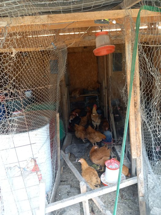 Oua de găini kabir 2025