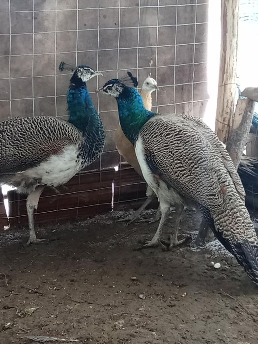 Paun standard schimb sau vand