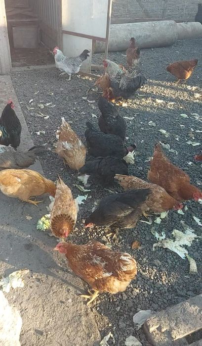 Ouă de găini proaspete