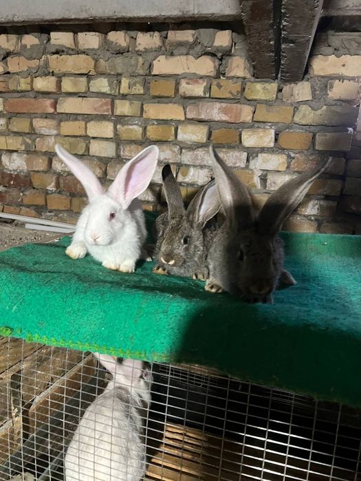 Zoddor quyon bolalari