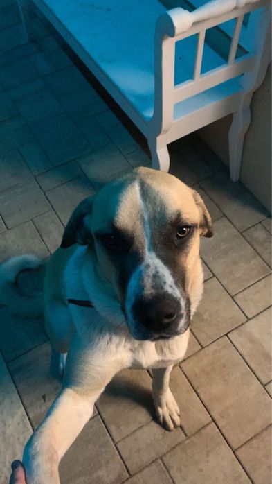 Kangal de donat, 2 ani, castrat, nu musca