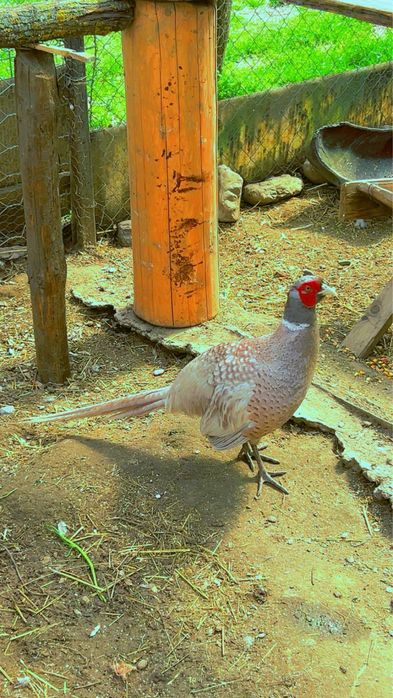 Vand gaini pitice , iepuri , fazani , papagli micul alexandu