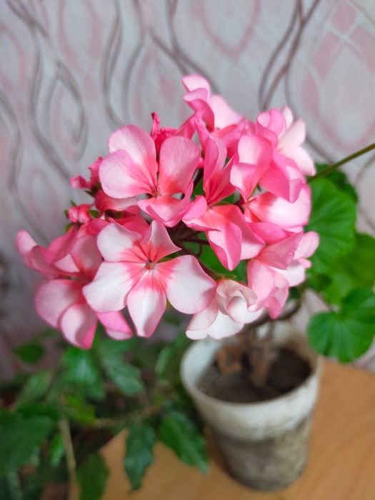 Продам колиус, хлорофитум, гибискус