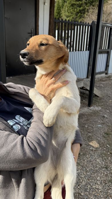 Отдадим щенка только в добрые руки