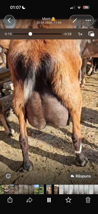 Tapi alpini  francezi