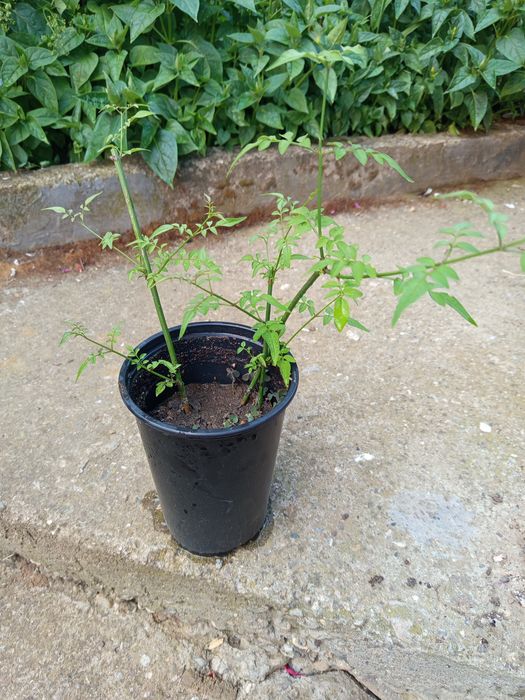 Ароматен жасмин и годжи бери