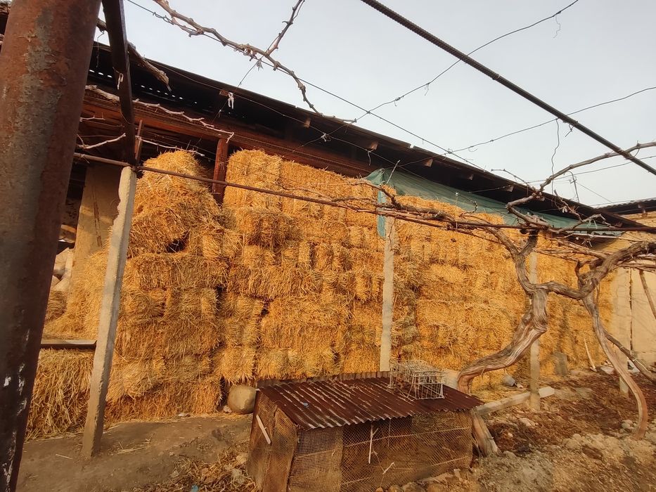 Chorva mol qoy uchun somon pres bor.