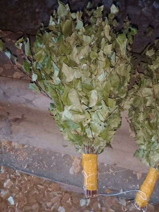 березовые веники продам