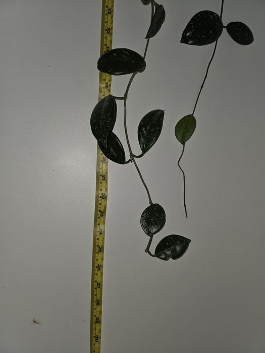 Floare Hoya infloritoare