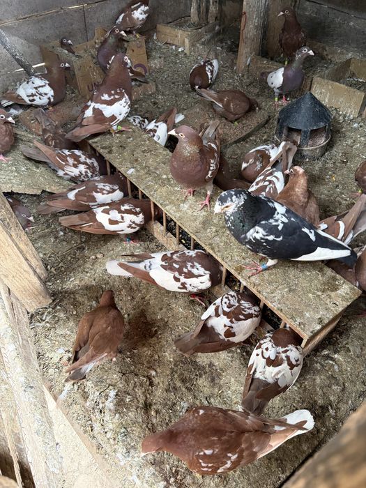 Porumbei voiajori meulemans de vinzare pui de anul acesta si maturi