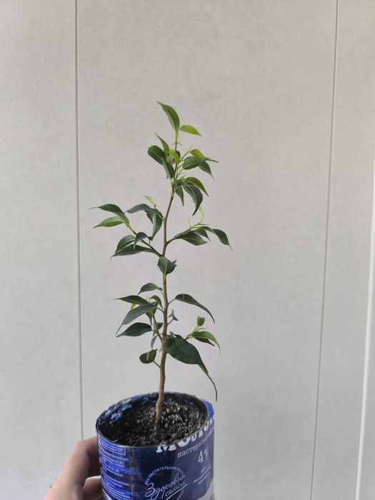 Продается фикус сорт Пандора