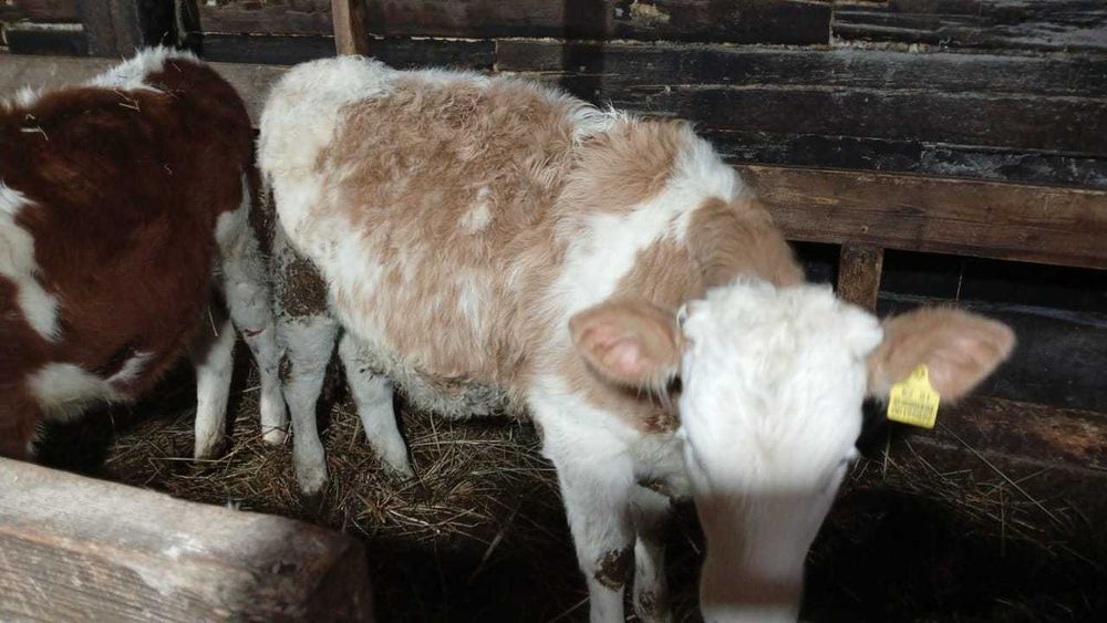 Продам тёлочек  8-9 месяцев .