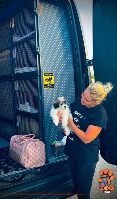 Transport caini si pisici