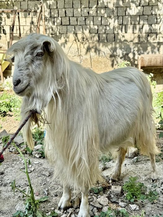 Sifatli zotli taka sotiladi