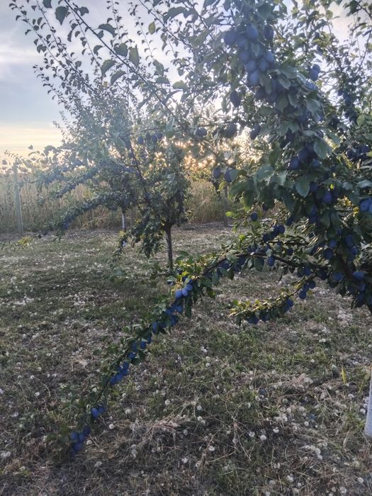 Vând prune Stanley atit pentru gemuri compot sau pentru țuică