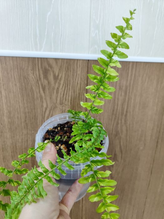 Нефролепис тигр (папоротник)