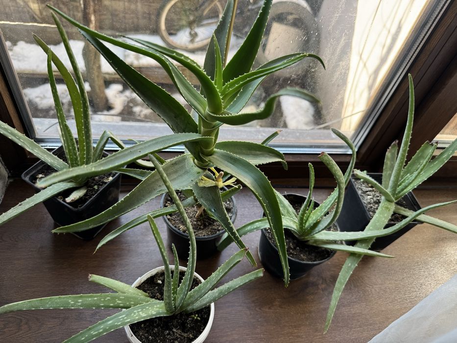 Продам цветы Алоэ