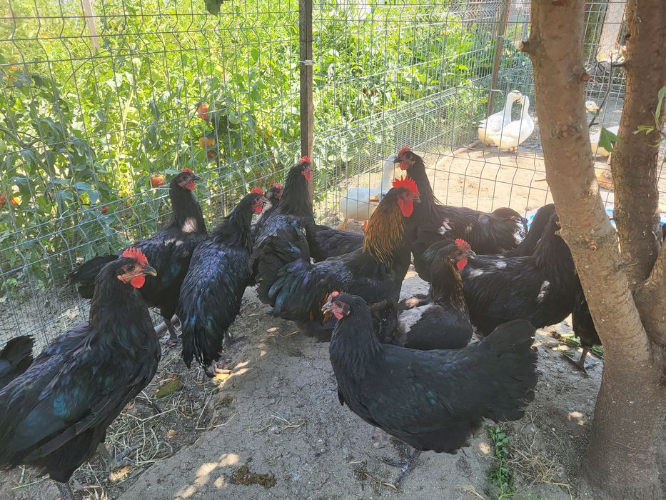 Vand Cocosi Australorp Negru