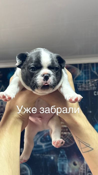Щенки француского бульдога