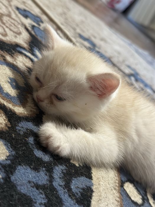 Шотландский котенок