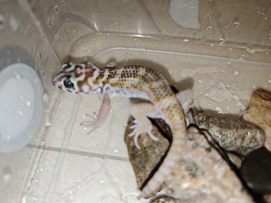 Геккон сцинковый с контейнером