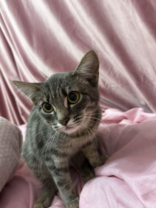 ласковая домашняя кошка