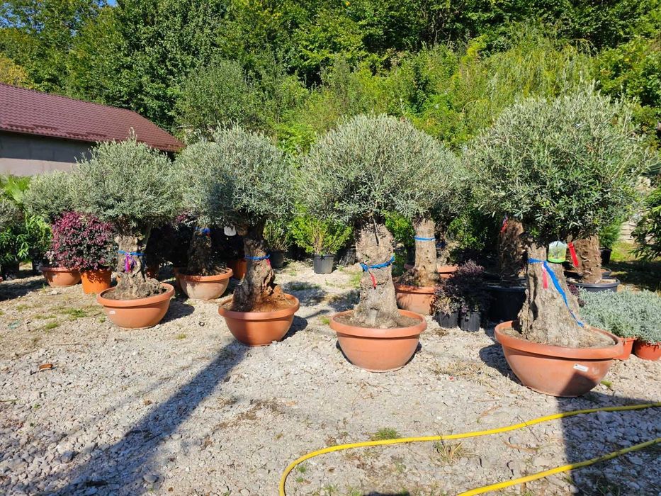 Maslin Secular Olea Europeea