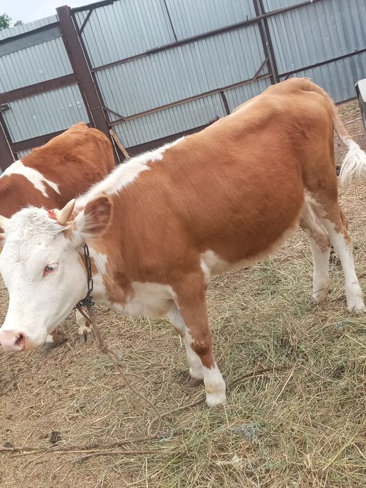 Продам теленка тёлка возраст год и два месяца