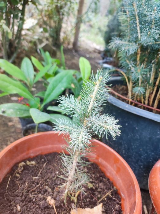 Голубая ель кўчатлари сотилади 4йиллик, 2 литрли  тувакларда