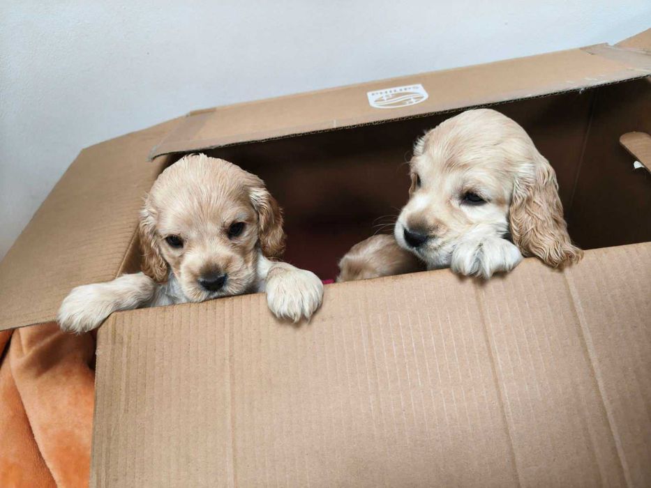 Продавам най-хубавите кокери.