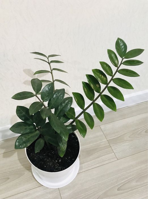 цветок Замиокулькас