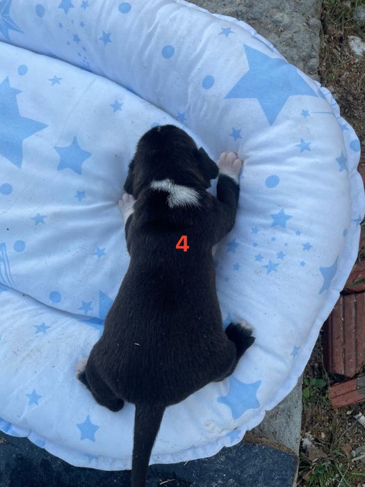 Малки кученца френски булдог