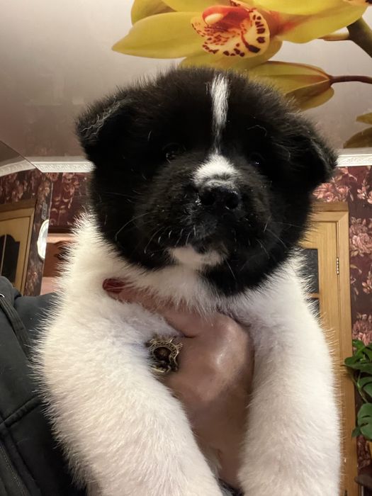 Щенки американской акиты