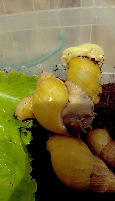 УЛИТКИ КОСМЕТИЧЕСКИЕ ахатины черноголовки ретекулята