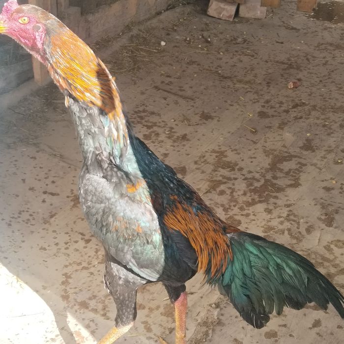 Продам дакана хороших кровей