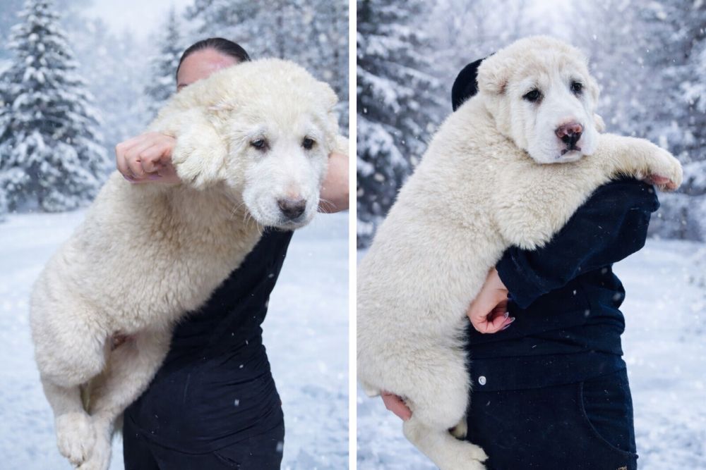 Щенки алабая ( среднеазиатская овчарка)