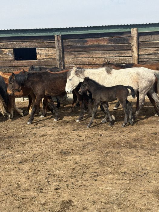 Буаз байталдар сатылады
