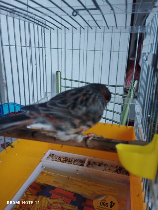 Черный красный мазайка НАР Сотилади.