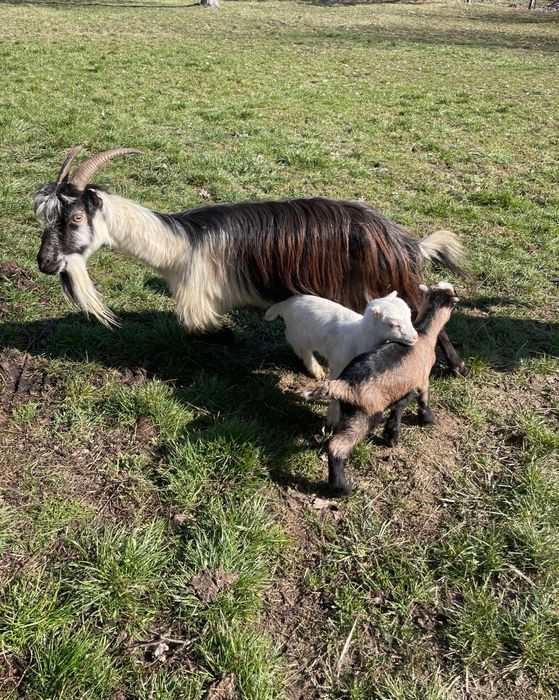 Vindem capre cu iezi