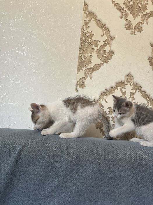 Котят отдам в хорошие руки