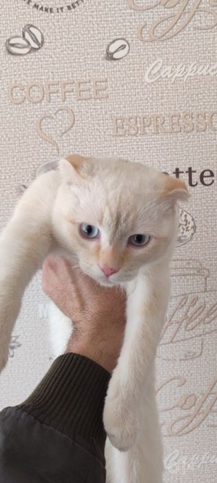 Мушукчалар сотилади зоддор