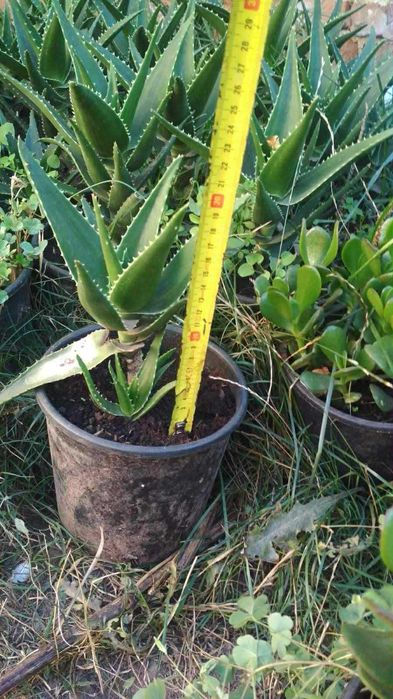 Алое Вера /Aloe Vera/ и Дърво на живота /Красула/ - растения в саксии