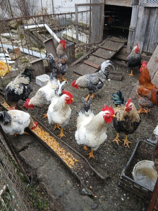 Vând cocoși din Primăvară