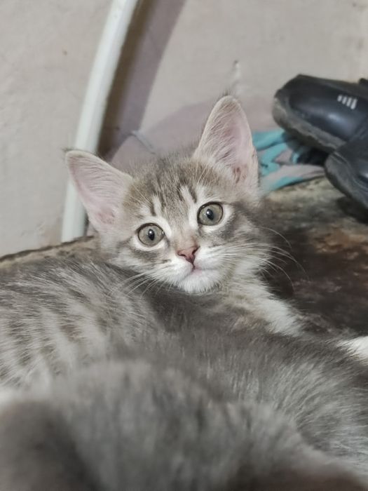 Отдам котят бесплатно