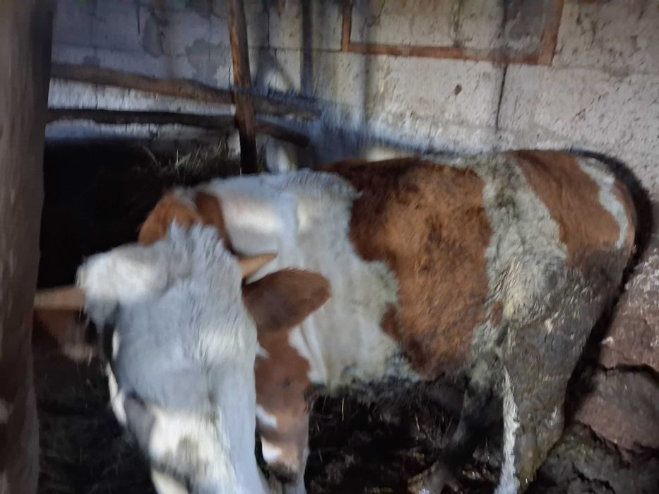 Junica baltata romaneasca de 1 an si 6 luni