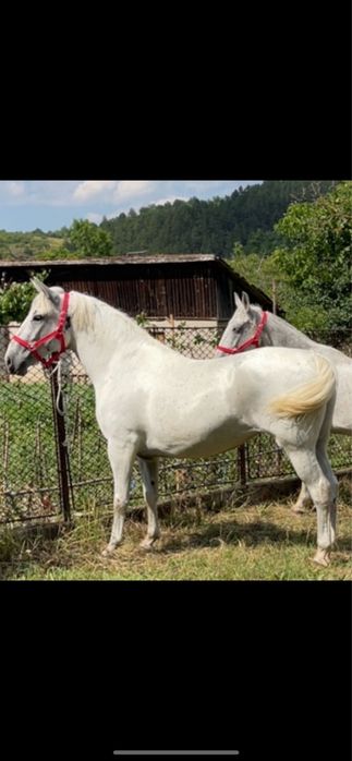 De vanzare Iapa Lipițan 4-5 ani, Gestanta