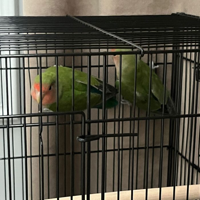 Неразлучник пара